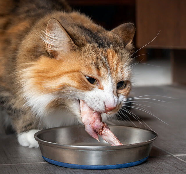 Katze - BARF, Nahrungsergänzung, Snacks, Happen und andere Artikel.